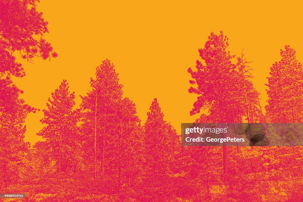 Pine trees at Bryce Canyon National Park