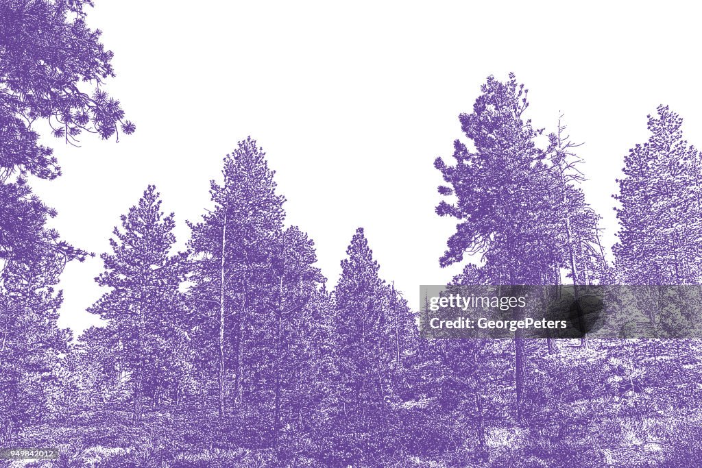 Pine trees at Bryce Canyon National Park