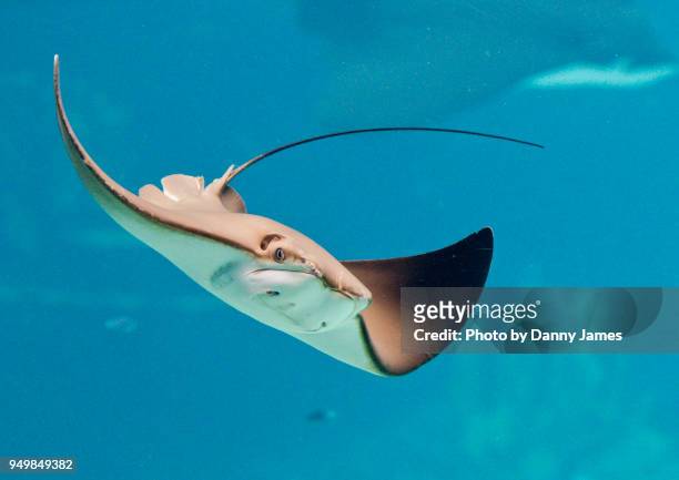 stingray - sea life stock pictures, royalty-free photos & images