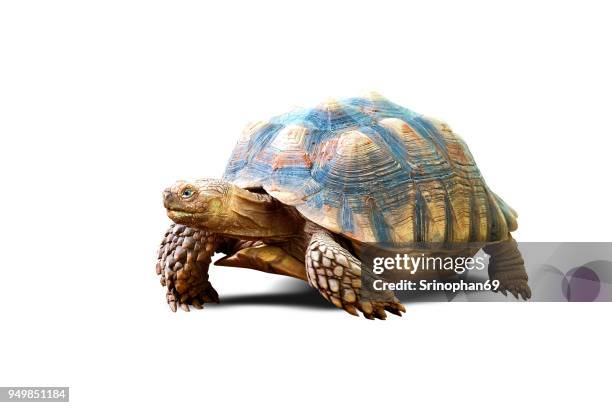 turtle isolated on white background - tartaruga foto e immagini stock