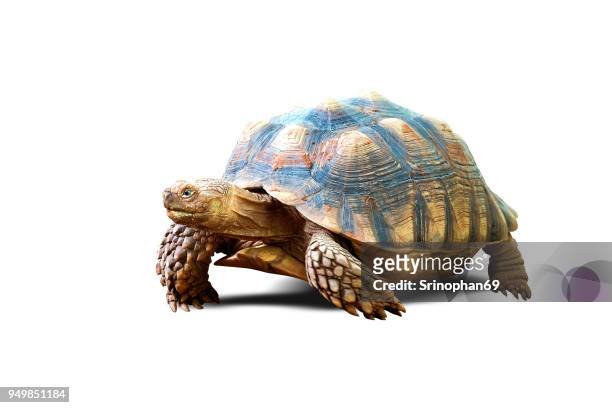 turtle isolated on white background - 緩慢的 個照片及圖片檔