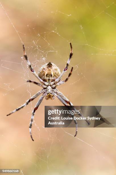 orb weaver spider in web - the penrose stock pictures, royalty-free photos & images