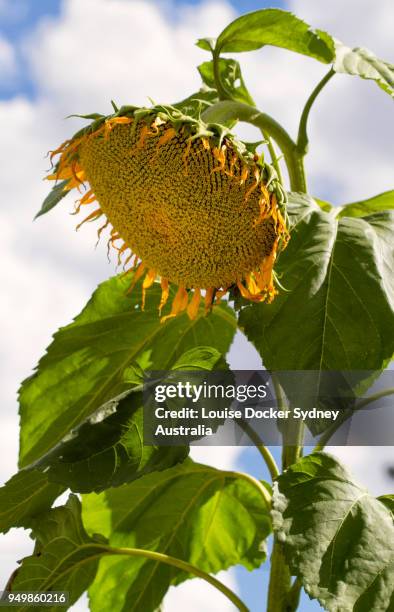 sunflower against a cloudy sky - the penrose stock pictures, royalty-free photos & images