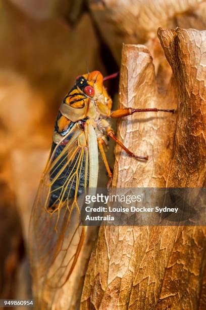 close up of a cicada on a dried leaf - the penrose stock pictures, royalty-free photos & images