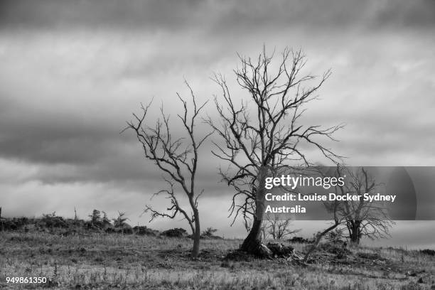 spooky dying trees on the countryside - cooma stock pictures, royalty-free photos & images