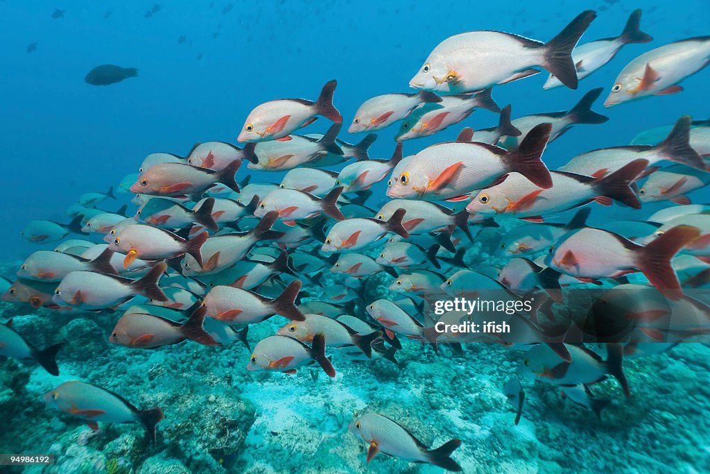 Humpback Red Snapper Lutjanus gibbus: Large School, Felidhe Atoll, Maldives