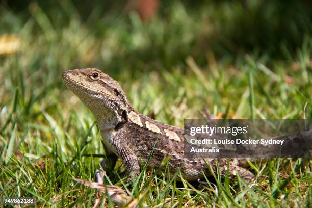 jacky dragon lizard looking at camera - the penrose stock pictures, royalty-free photos & images