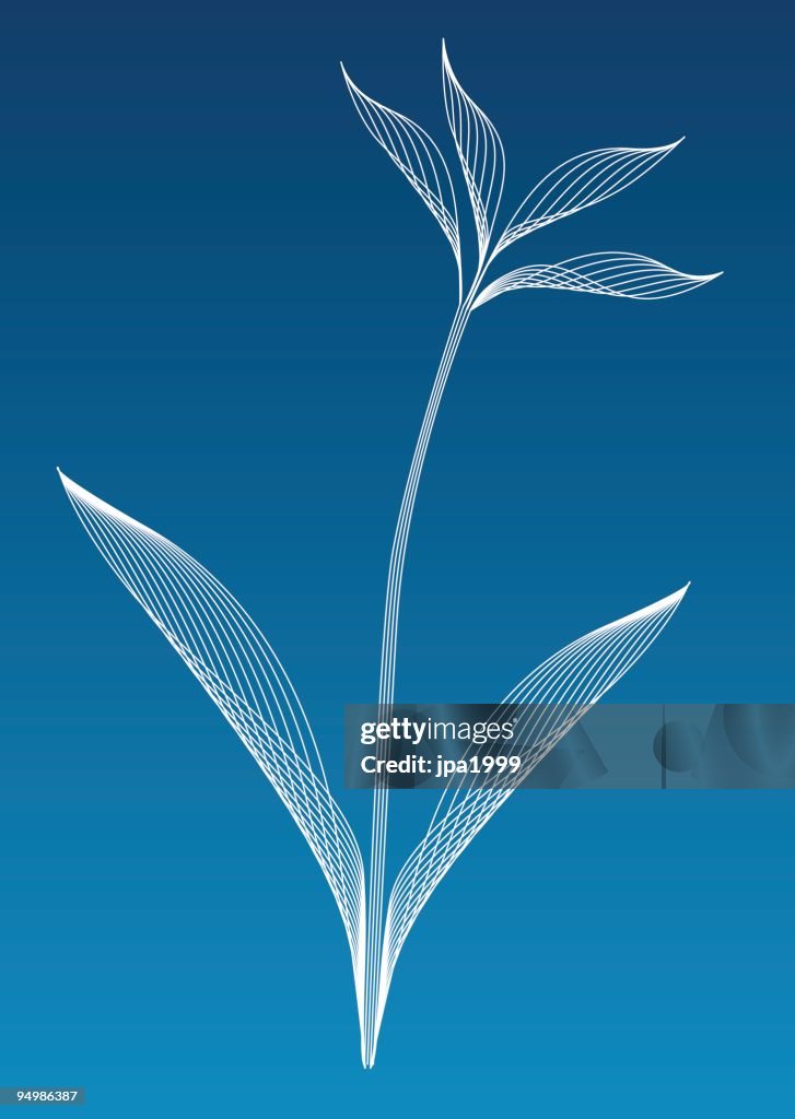 Vector flower/plant