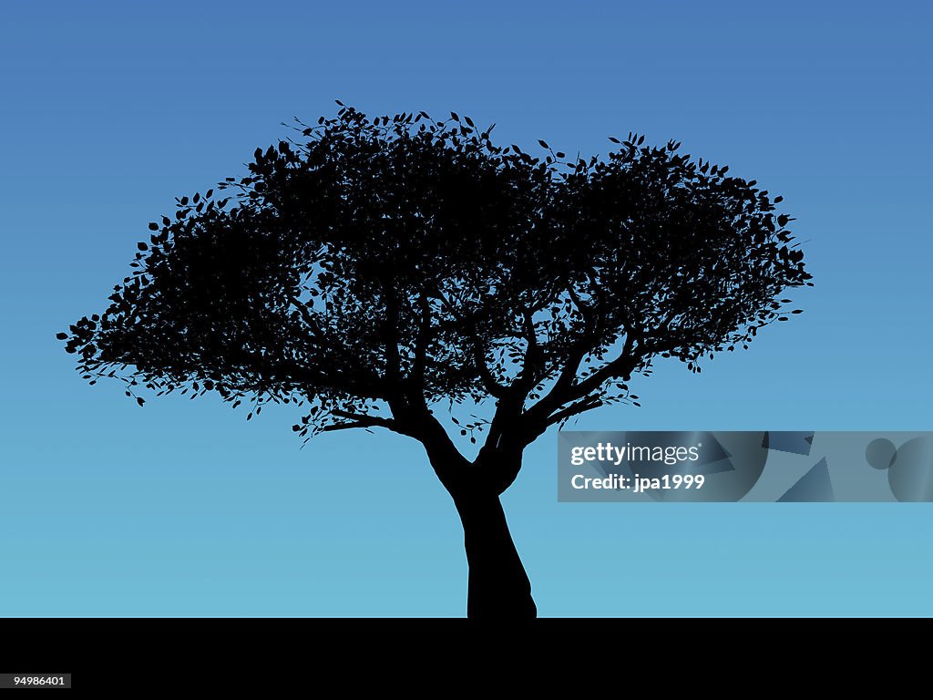 Lonely tree