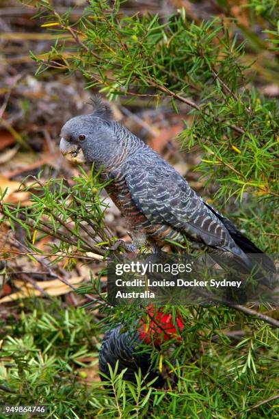 female gang gang cockatoo  (callocephalon fimbriatum) eating geebung fruit - the penrose stock pictures, royalty-free photos & images