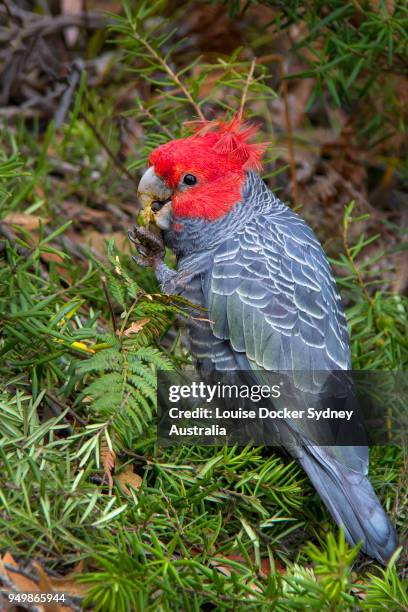 male gang gang cockatoo  (callocephalon fimbriatum) eating geebung fruit - the penrose stock pictures, royalty-free photos & images