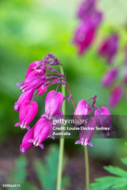 bleeding hearts (dicentra) flowers - the penrose stock pictures, royalty-free photos & images