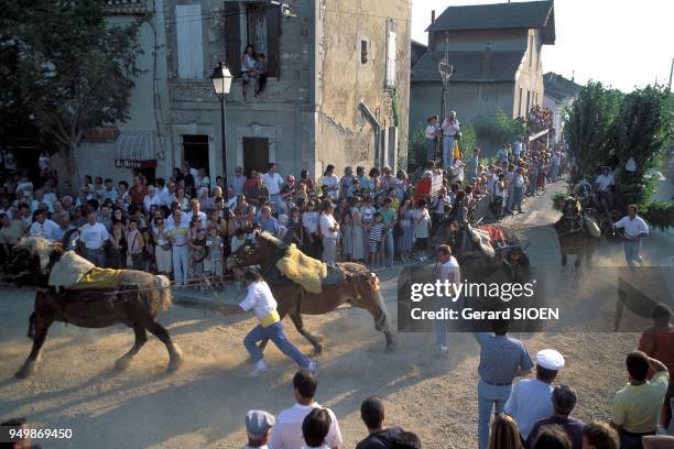 Molleges village in the Alpilles, cart of St Eloi with horses galloping, Provence, France.