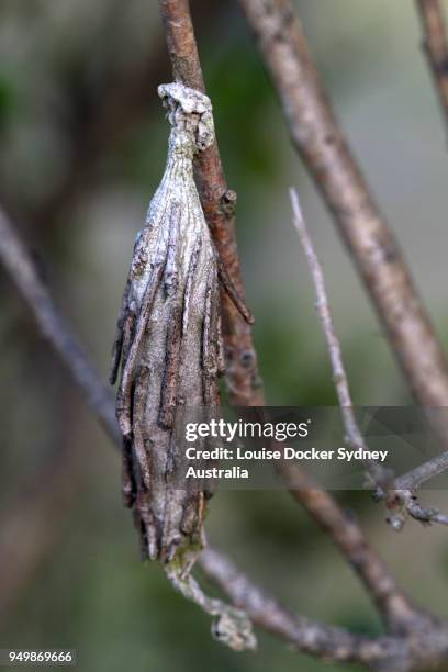 case moth lavae in its stick cocoon - the penrose stock pictures, royalty-free photos & images