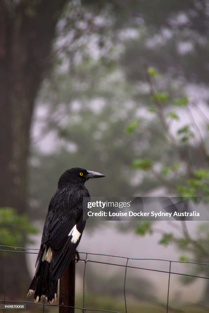 Pied Currawong (Strepera graculina) sitting on a fence in the fog
