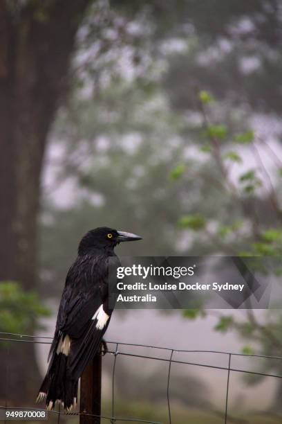 pied currawong (strepera graculina) sitting on a fence in the fog - the penrose stock pictures, royalty-free photos & images