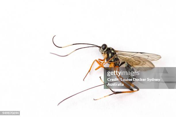 banded caterpillar parasite wasp - the penrose stock pictures, royalty-free photos & images