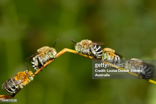 male blue banded bees (amegilla) - louise docker sydney australia stock pictures, royalty-free photos & images