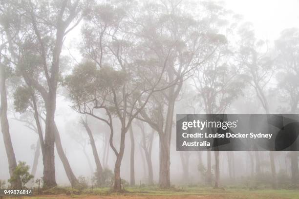 gum trees in the fog - the penrose stock pictures, royalty-free photos & images