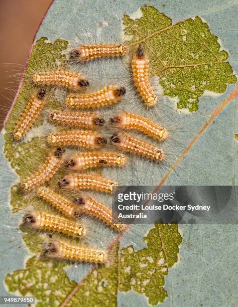 spitfires (sawfly larvae) eating a gum leaf - the penrose stock pictures, royalty-free photos & images