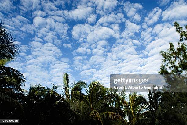 palms and clouds - alberto guglielmi stock pictures, royalty-free photos & images