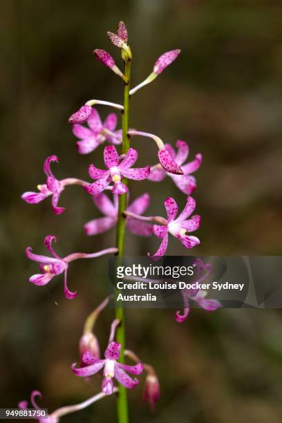 hyacinth orchid (dipodium roseum) - louise docker sydney australia stock pictures, royalty-free photos & images