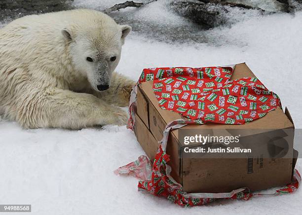 Polar Bear named Pike prepares to open a gift box while playing in freshly blown snow at the San Francisco Zoo December 21, 2009 in San Francisco,...