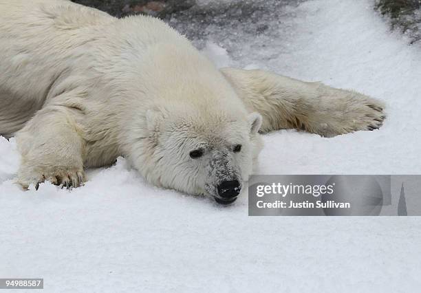 Polar Bear named Pike plays in freshly blown snow at the San Francisco Zoo December 21, 2009 in San Francisco, California. The San Francisco Zoo...
