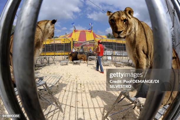 The Pinder Circus was created over 150 years ago. Each year it stops off at around 130 towns. Its big top seats 2500 people and is put up or down 260...