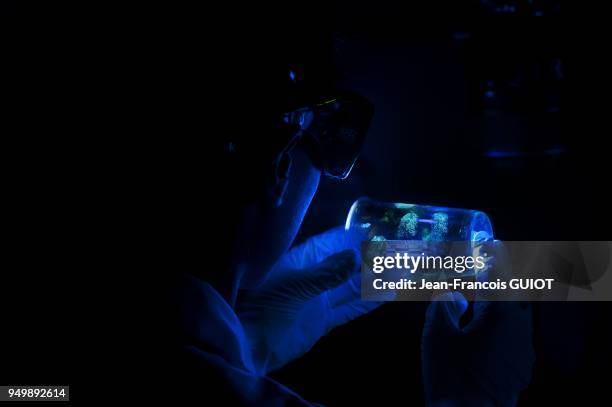 Eclairage a 4452 nanometres d'un gobelet apres preparation au cyianoacrylate qui reagit avec certaines substances laissees par des traces papilaires...