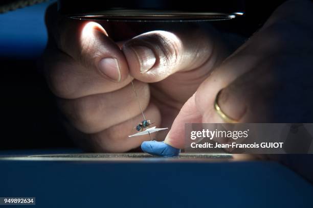 Observation au macroscope d'une mouche par un entomologiste afin de dater la mort d'une corps par spectroscopie de masse par le laboratoire de police...