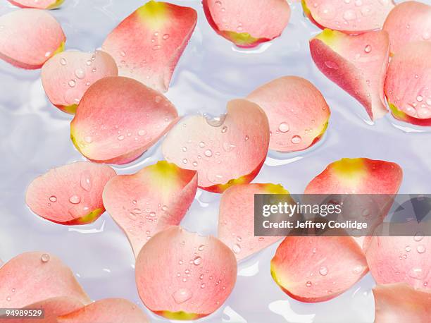 rose petals floating in water - petalo di rosa foto e immagini stock