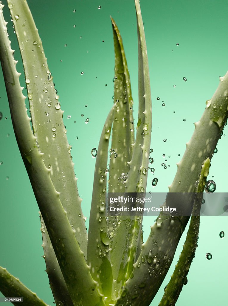 Aloe Vera Plant with Rain Drops