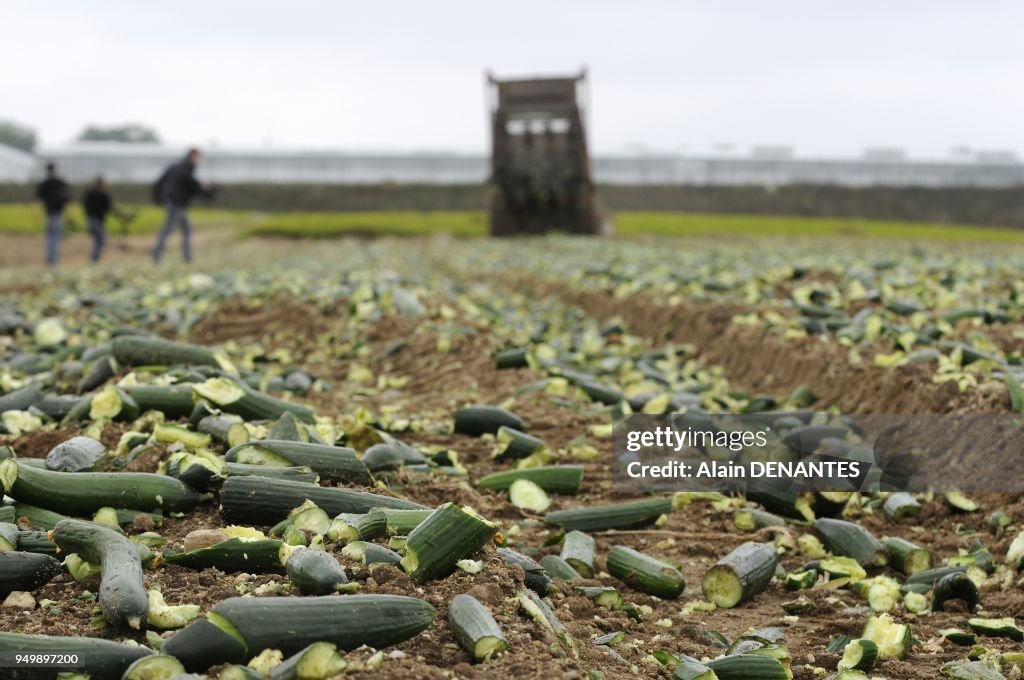 French producers of cucumbers destroy their production because they can not sell it after a psychosis caused by the deadly bacteria E Coli in Germany