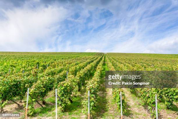 row vine grape in champagne vineyards at montagne de reims, france - montagne route stock pictures, royalty-free photos & images