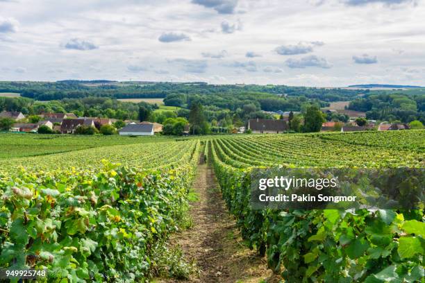 row vine grape in champagne vineyards at montagne de reims, france - montagne route stock-fotos und bilder