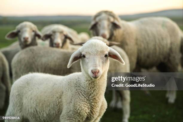 schapen - lammetje stockfoto's en -beelden