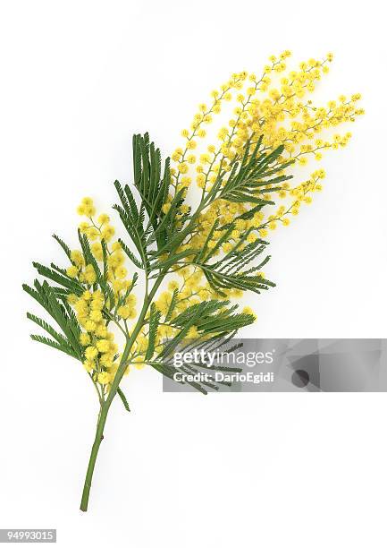 brunch of yellow mimosa flower on white background - spring branch stock pictures, royalty-free photos & images