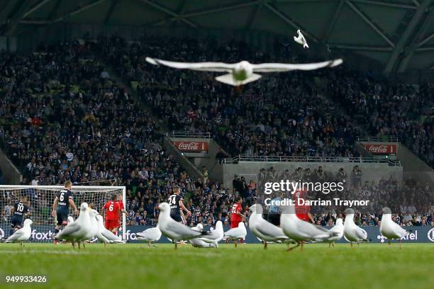 Seagulls invade the pitch during the A-League Elimination Final match between Melbourne Victory and Adelaide United at AAMI Park on April 22, 2018 in...