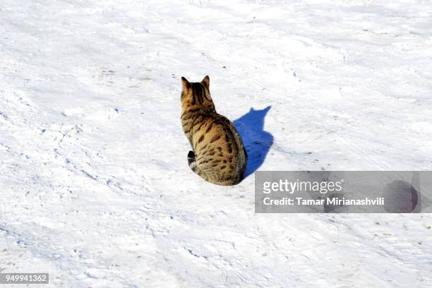 single cat in snow - tamar of georgia fotografías e imágenes de stock