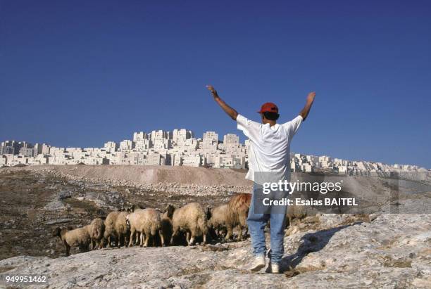 Berger palestinien à Pisgat Zeev à Jérusalem en mai 1996, Israël.