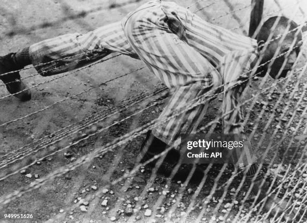 Un homme ayant commis une tentative de suicide prisonnier de fils de fer barbelés dans le camp de concentration de Dachau en avril 1945, Allemagne.