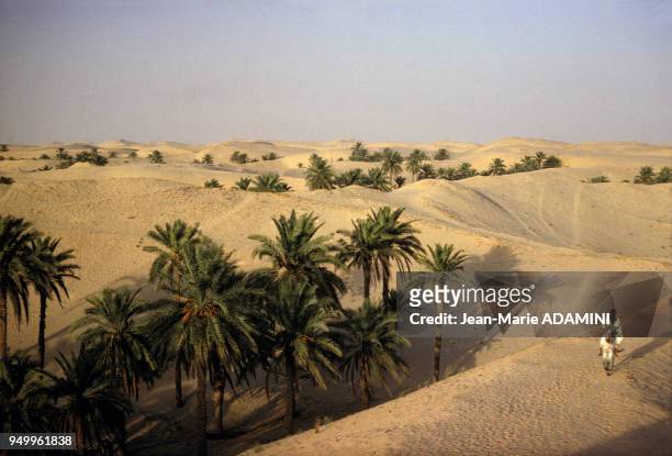 Palmiers dans le désert du Sahara en janvier 1970 en Afrique du Nord.
