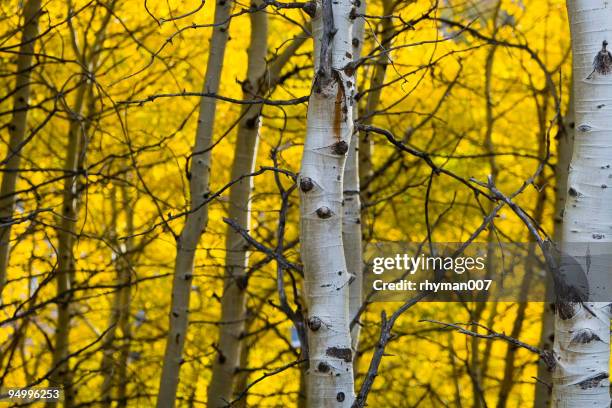 bianco corteccia di un giallo aspen - park city foto e immagini stock