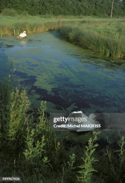 Cygnes dans un étang du marais poitevin en Vendée en juin 1979, France.