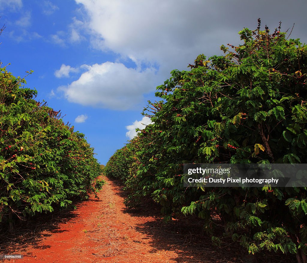 Good Coffee Starts At The Plantation