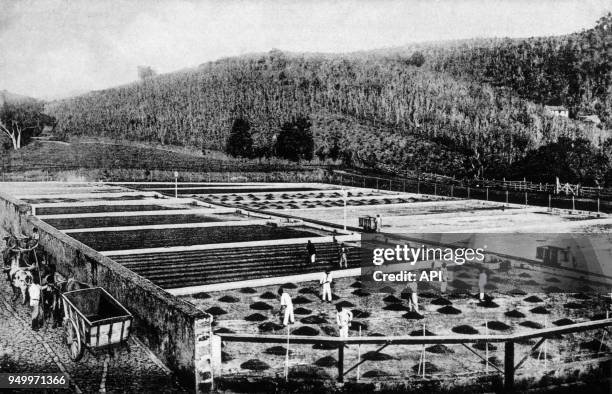 Séchage du café dans une plantation au Brésil.