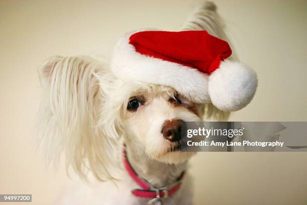 scruffy dog in a christmas hat - chinese crested powderpuff stock pictures, royalty-free photos & images