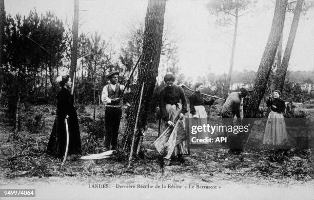 Dernière Récolte de la Résine 'Le Barrascot' dans les Landes en France.