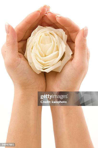 white rose in palms - enkele roos stockfoto's en -beelden